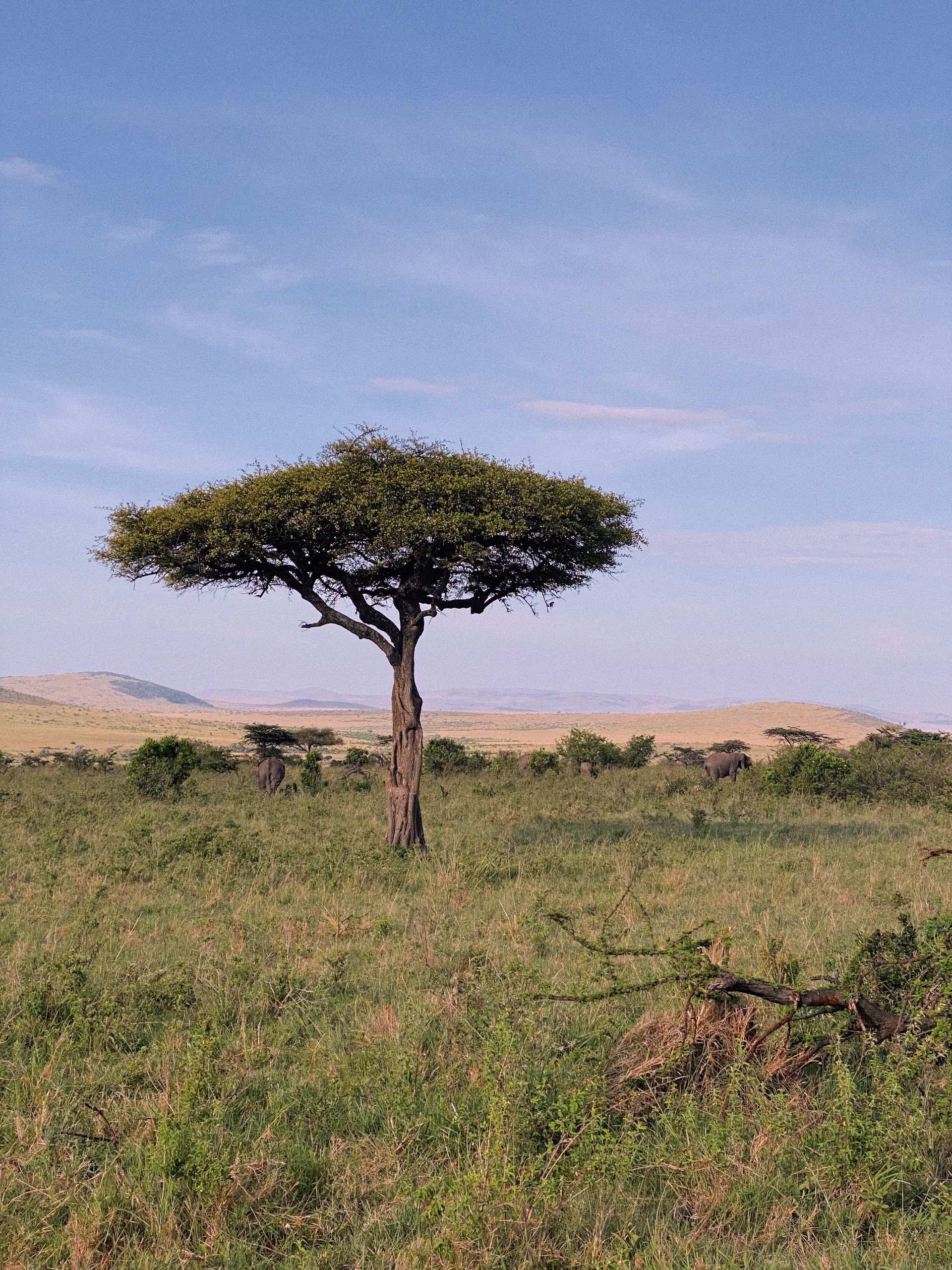 A lone acacia tree at dusk — where our journey began