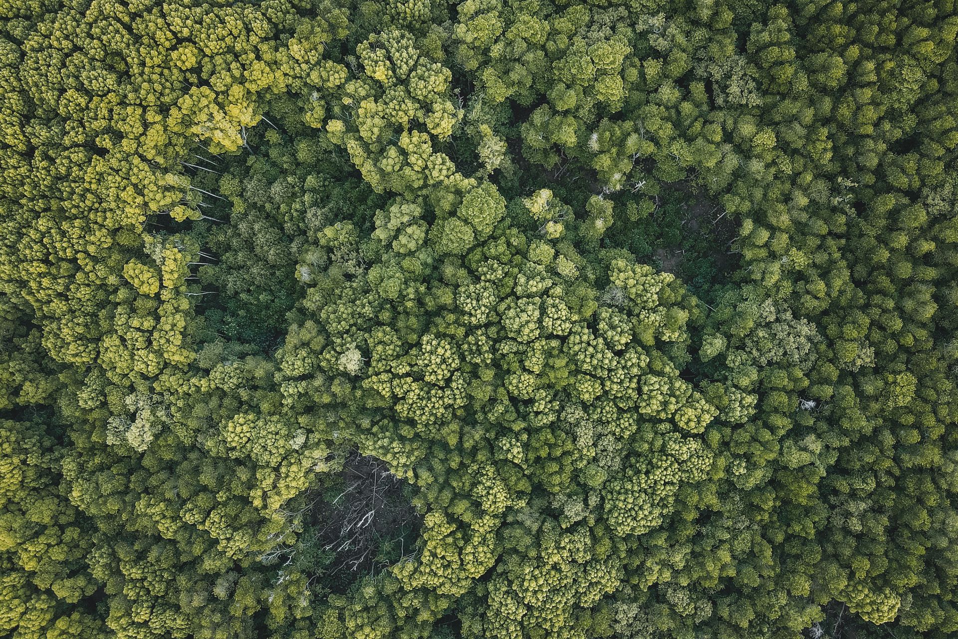 Dense forest canopy from above